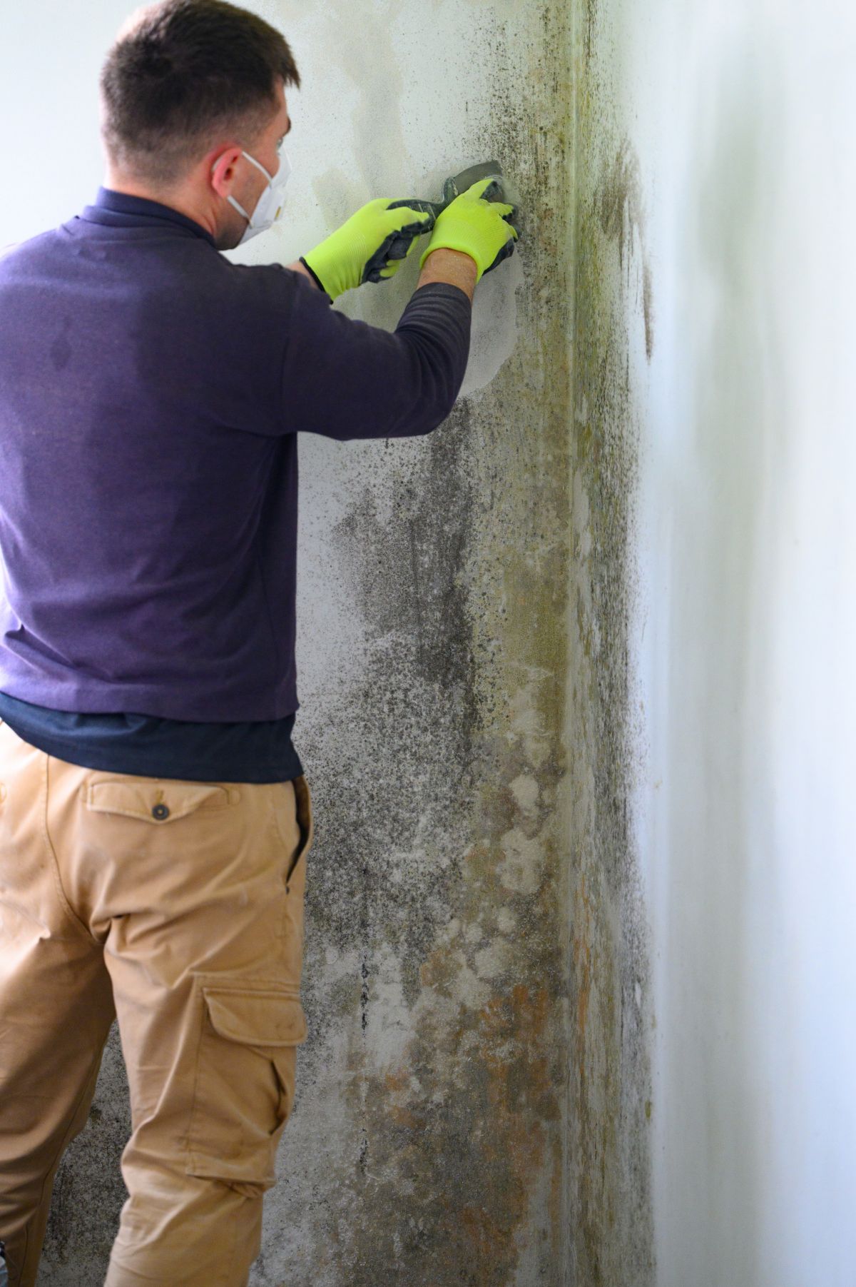 Mold Remediation