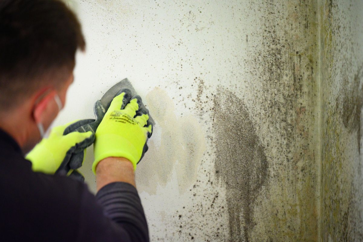 Mold Remediation
